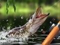 Spēle Rīta Loma online Spēle Rīta Loma online