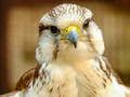 Spēle Gyrfalcon Mīkla online