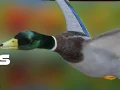 Spēle Pīļu mednieks: Rudens mežs online