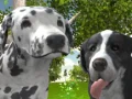 Spēle Suņu simulators 3D online