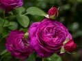 Spēle Violetās rozes online Spēle Violetās rozes online