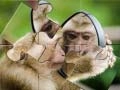 Spēle Šimpanze Mozaīka online Spēle Šimpanze Mozaīka online