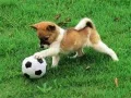Spēle Spēļu kucēns brīvā dabā puzle online Spēle Spēļu kucēns brīvā dabā puzle online