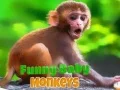Spēle Smieklīgs mazais pērtiķis online