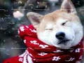 Spēle Ziemas Mājdzīvnieku Pužles online