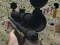 Spēle Mantas Poopy Sniper online