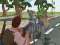 Spēle Labākā Cīņas Vāks Royale 2022 online