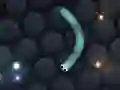 Spēle Slither.io online