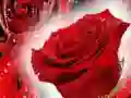 Spēle Sarkanas rozes online Spēle Sarkanas rozes online
