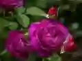 Spēle Violetās rozes online Spēle Violetās rozes online
