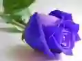 Spēle Zilās rozes online