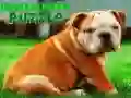 Spēle Bulldoga kucēna puzle online Spēle Bulldoga kucēna puzle online