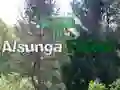 Spēle Atgriešanās Alsungas mežā online Spēle Atgriešanās Alsungas mežā online