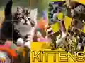 Spēle Mīklu Slīdošās Kaķēni online