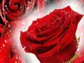 Spēle Sarkanas rozes online