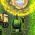 Tanki Tanki online